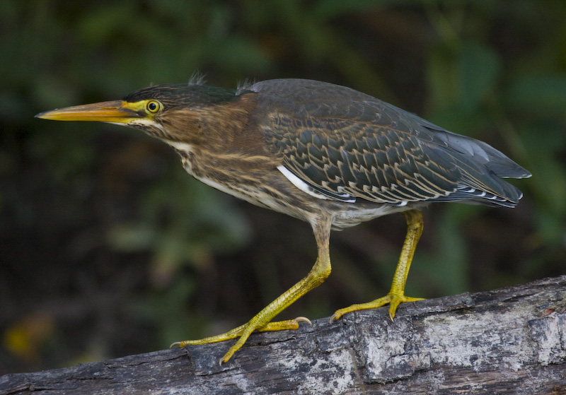 Green Heron